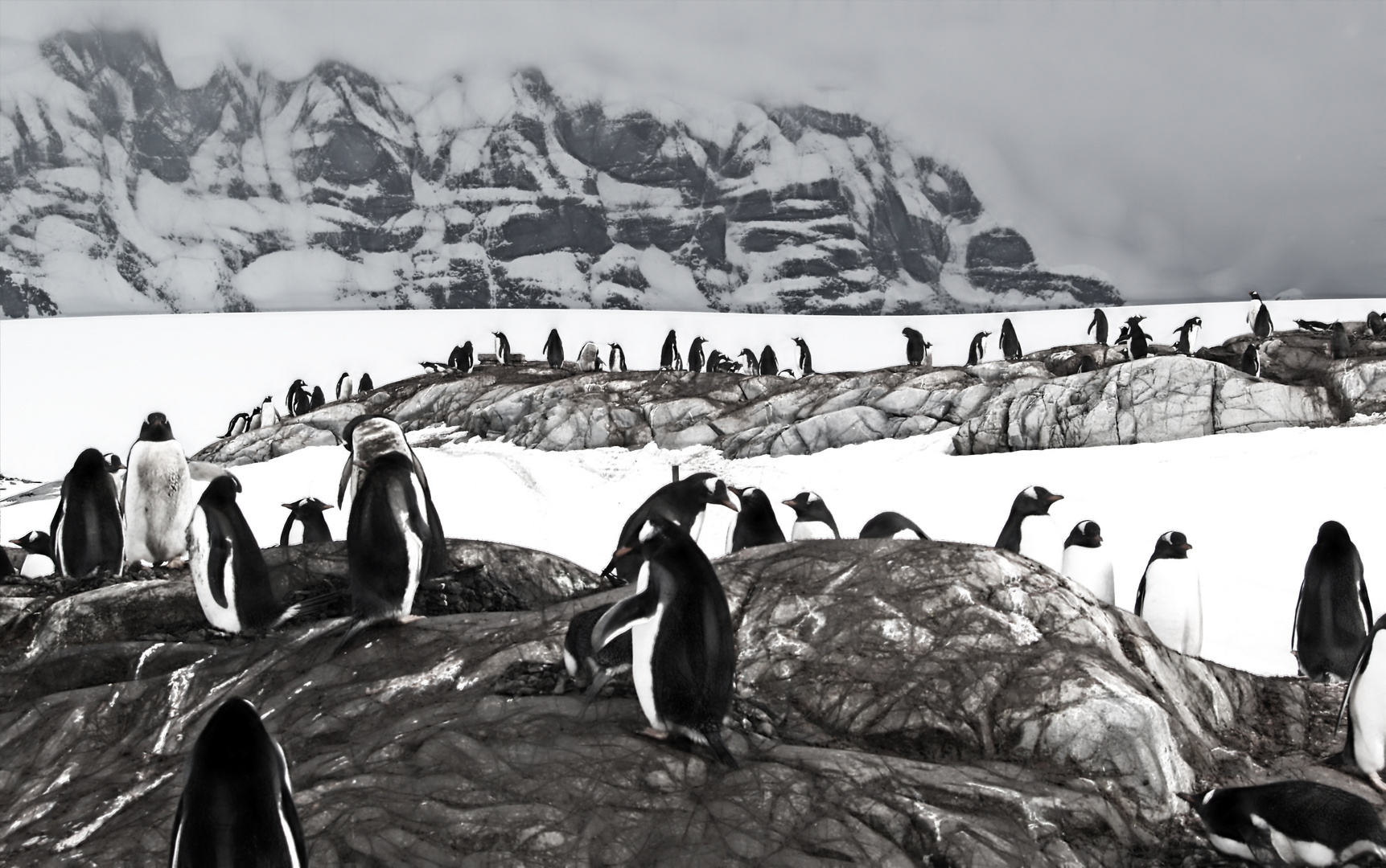 pinguine auf port lockroy ...