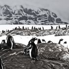 pinguine auf port lockroy ...