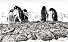 pinguine auf port lockroy ...      