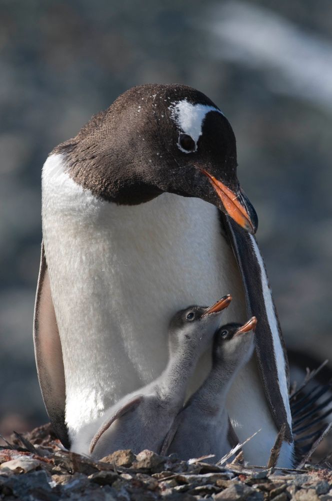 Pinguine auf Süd-Georgien