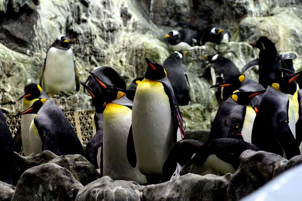 Pinguine auf Teneriffa =)