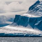 Pinguine auf vorbeiziehendem Eisberg
