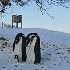 Pinguine auf Wanderschaft durch Mecklenburg