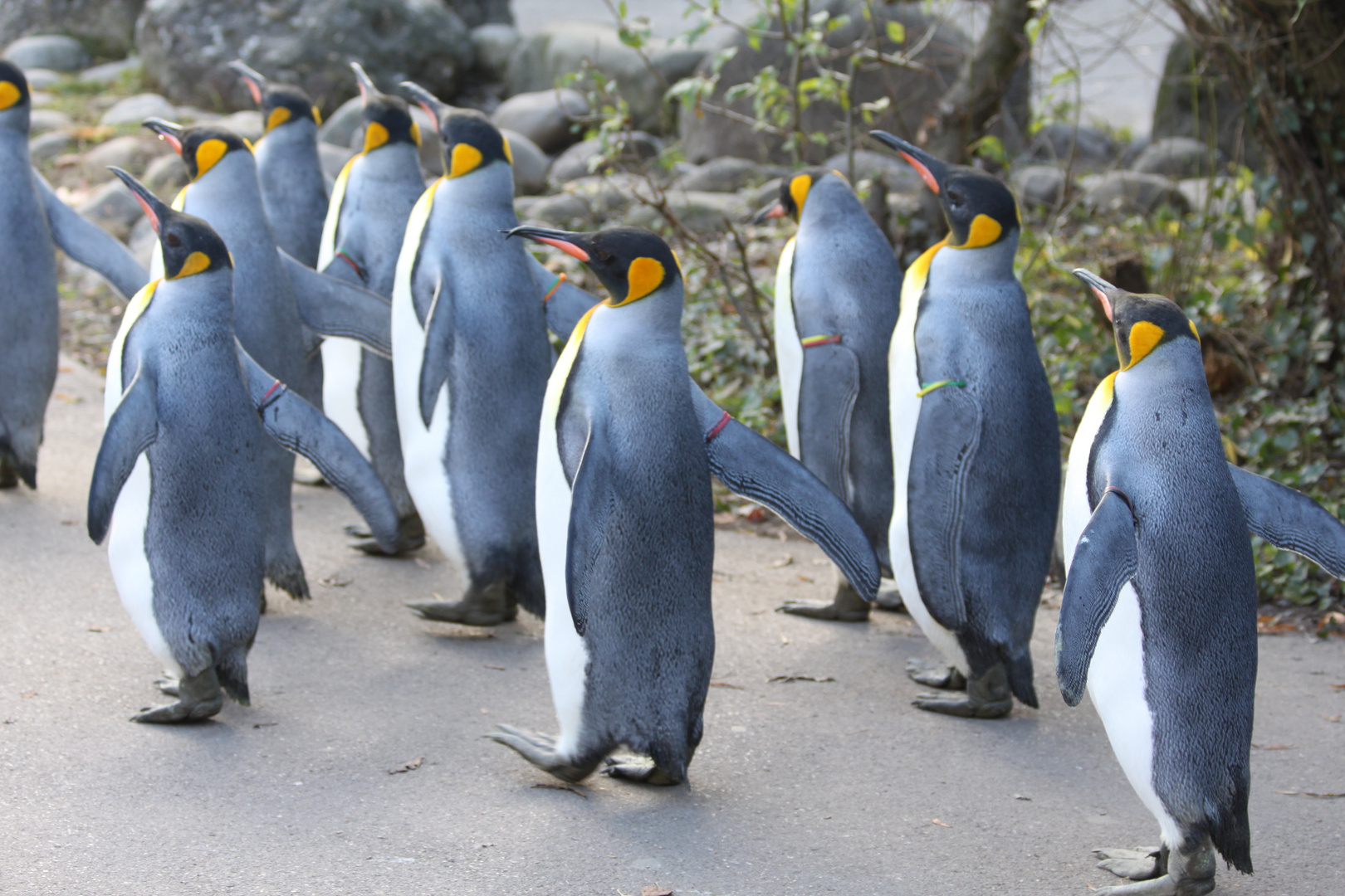 Pinguine - Ausflug
