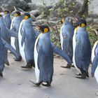 Pinguine - Ausflug