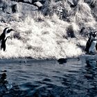 Pinguine