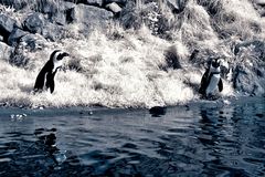 Pinguine