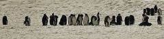 pinguine .....