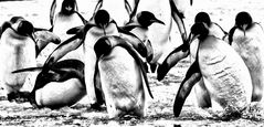 pinguine ...