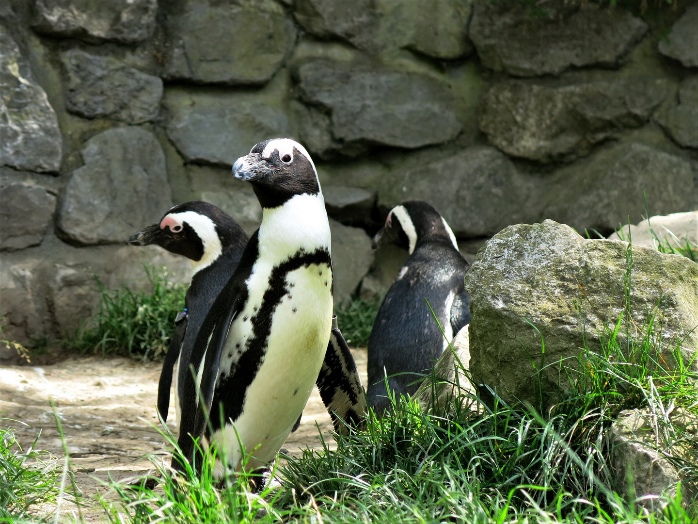 Pinguine Foto & Bild | tiere, zoo, wildpark & falknerei, vögel Bilder