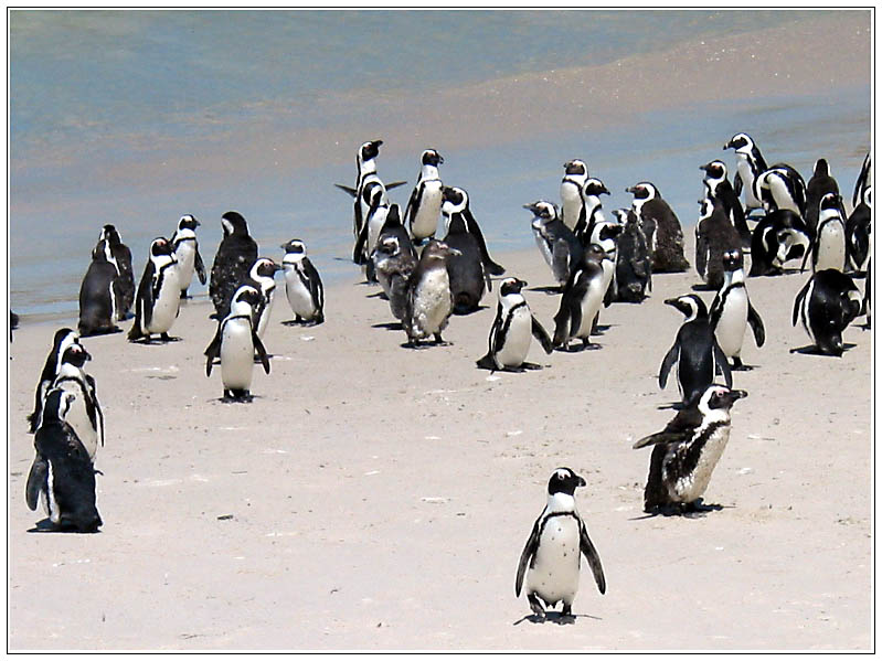 Pinguine bei Simon's Town