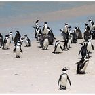 Pinguine bei Simon's Town