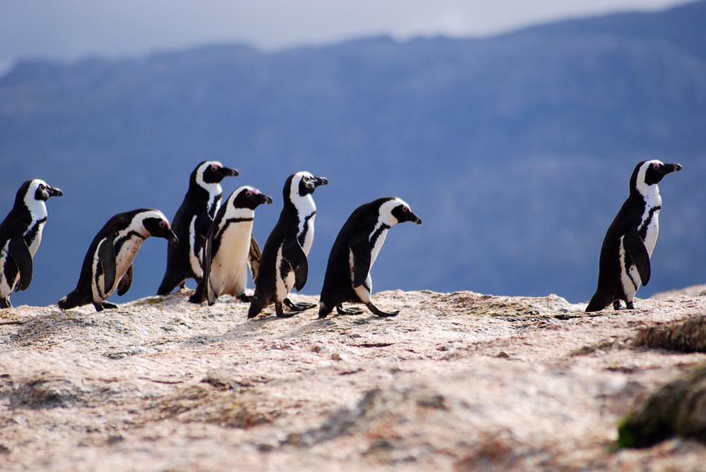 Pinguine bei Simon´s Town in Südafrika