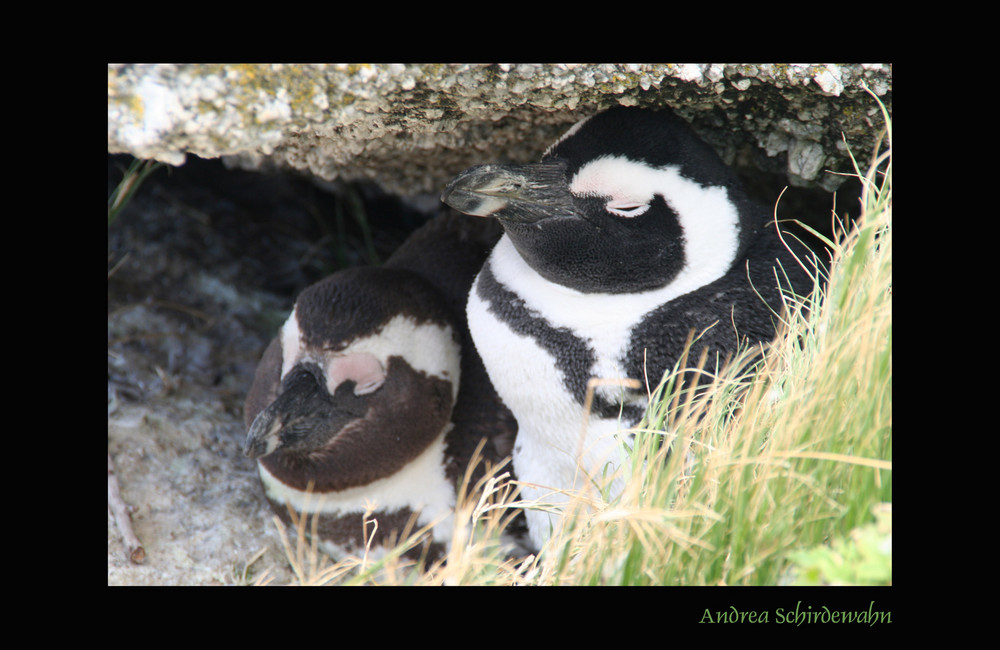 Pinguine beim Dösen