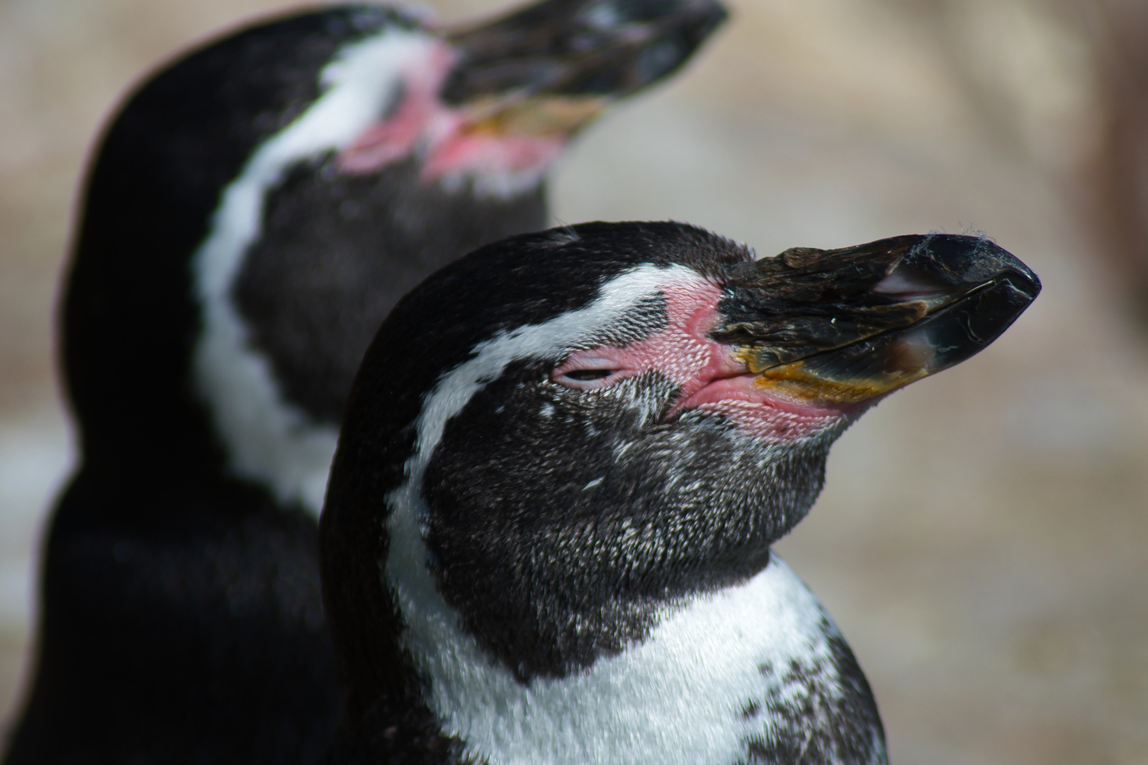 Pinguine beim Sonnenbad