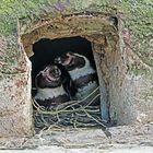 Pinguine, Blick in die Bruthöhle..