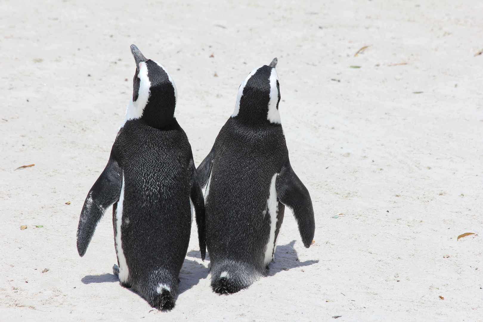 Pinguine Boulders Beach