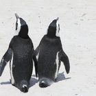 Pinguine Boulders Beach