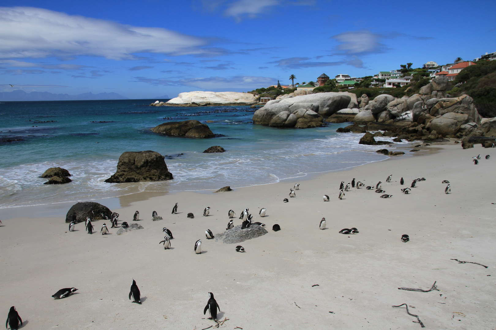 Pinguine Boulders Beach Kapstadt Südafrika