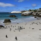 Pinguine Boulders Beach Kapstadt Südafrika