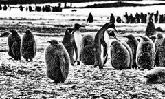 pinguine ..