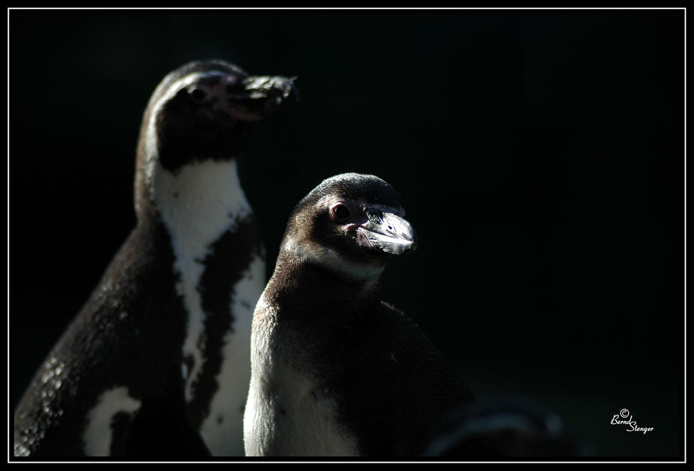 Pinguine