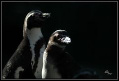 Pinguine