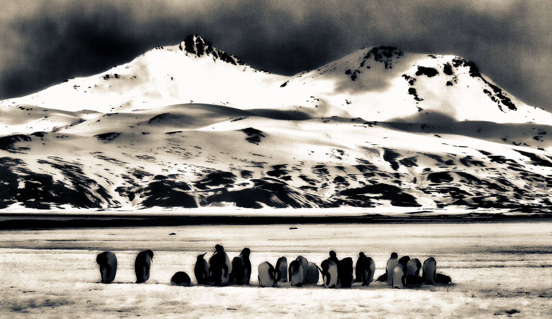 pinguine..