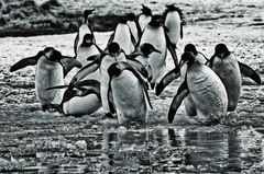 pinguine ..