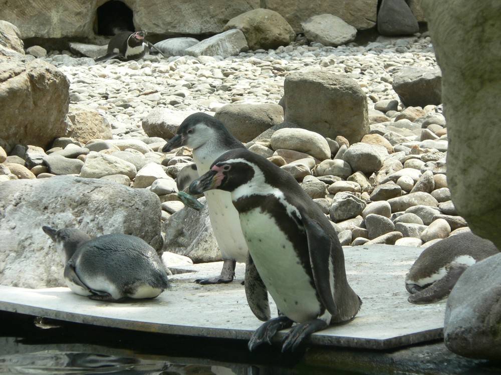 Pinguine