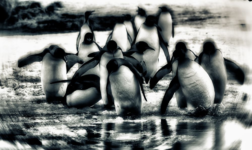 pinguine.