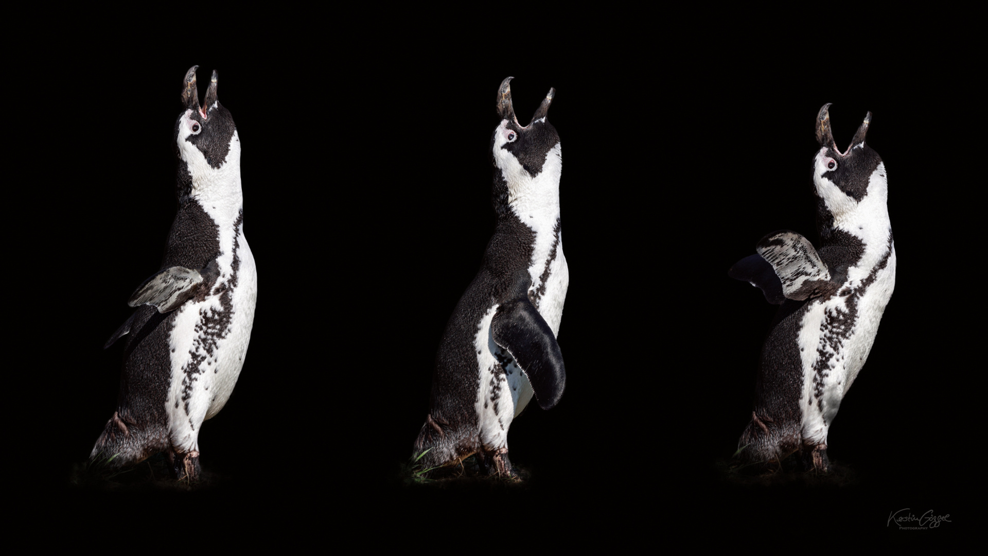 Pinguine Collage