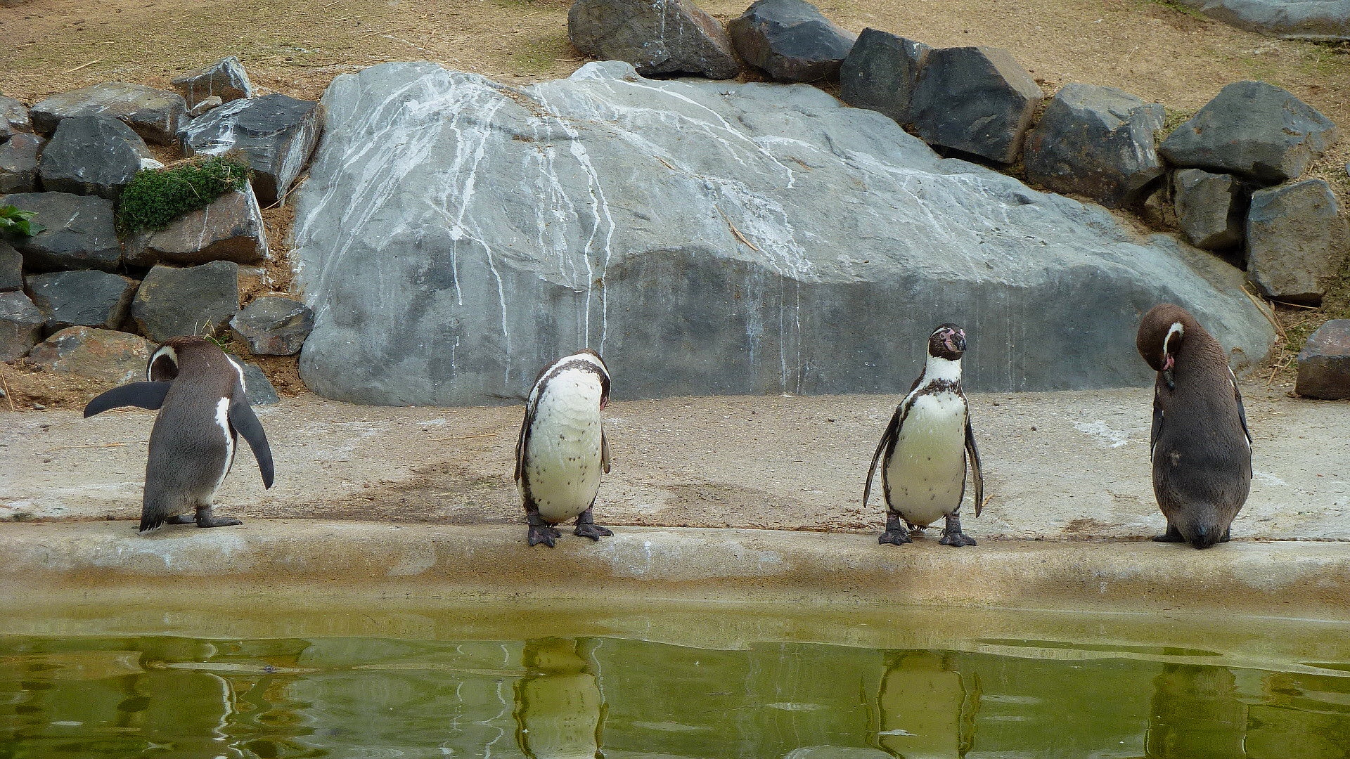 Pinguine