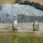 Pinguine