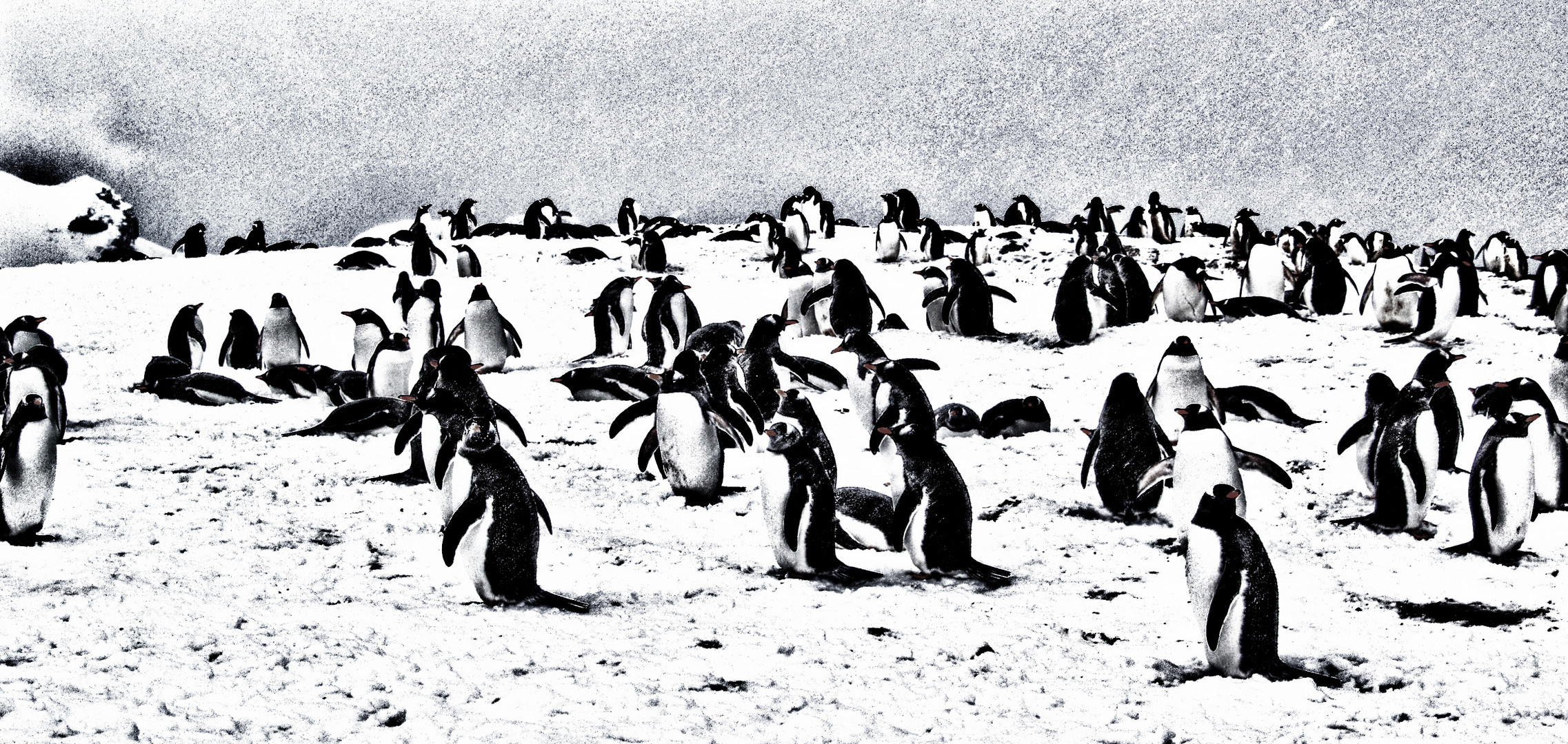 pinguine .....