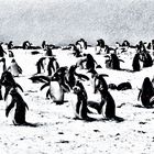 pinguine .....