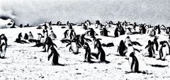 pinguine .....