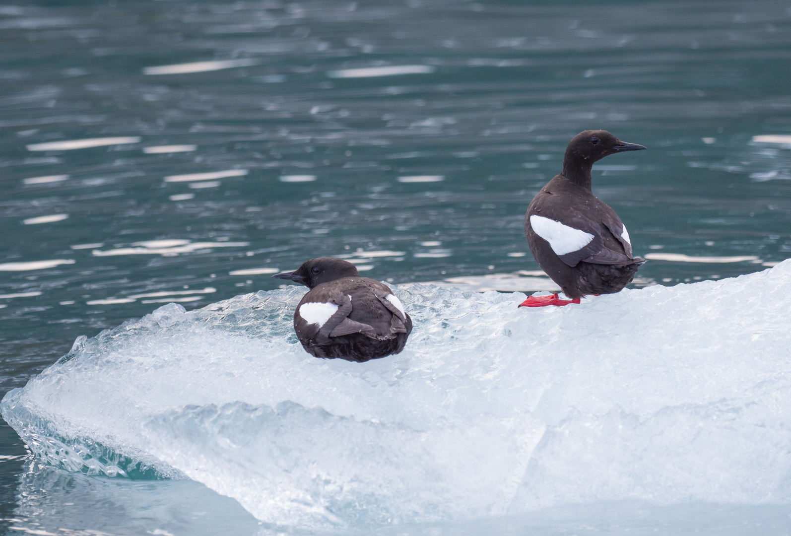 Pinguine der Arktis