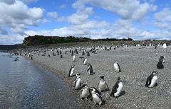 Pinguine der Isla Martillo