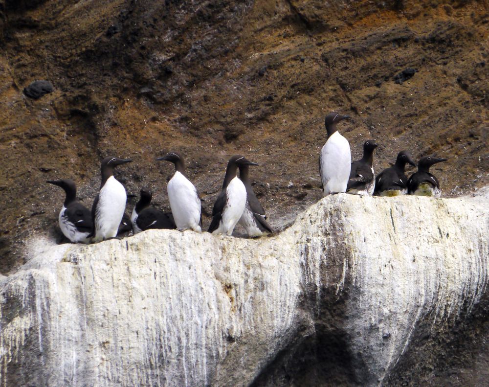 Pinguine des Nordens