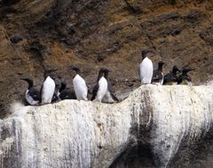 Pinguine des Nordens