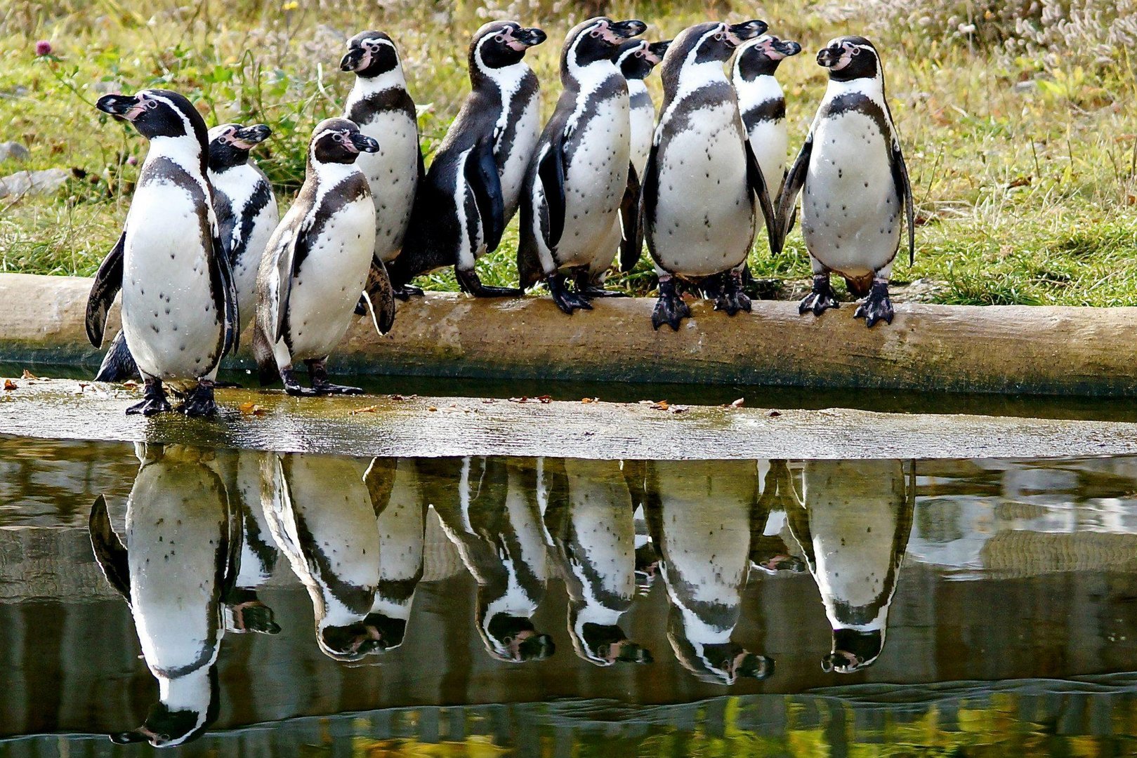 Pinguine Foto & Bild | tiere, zoo, wildpark & falknerei, vögel Bilder