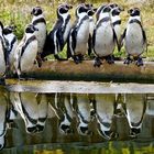 Pinguine