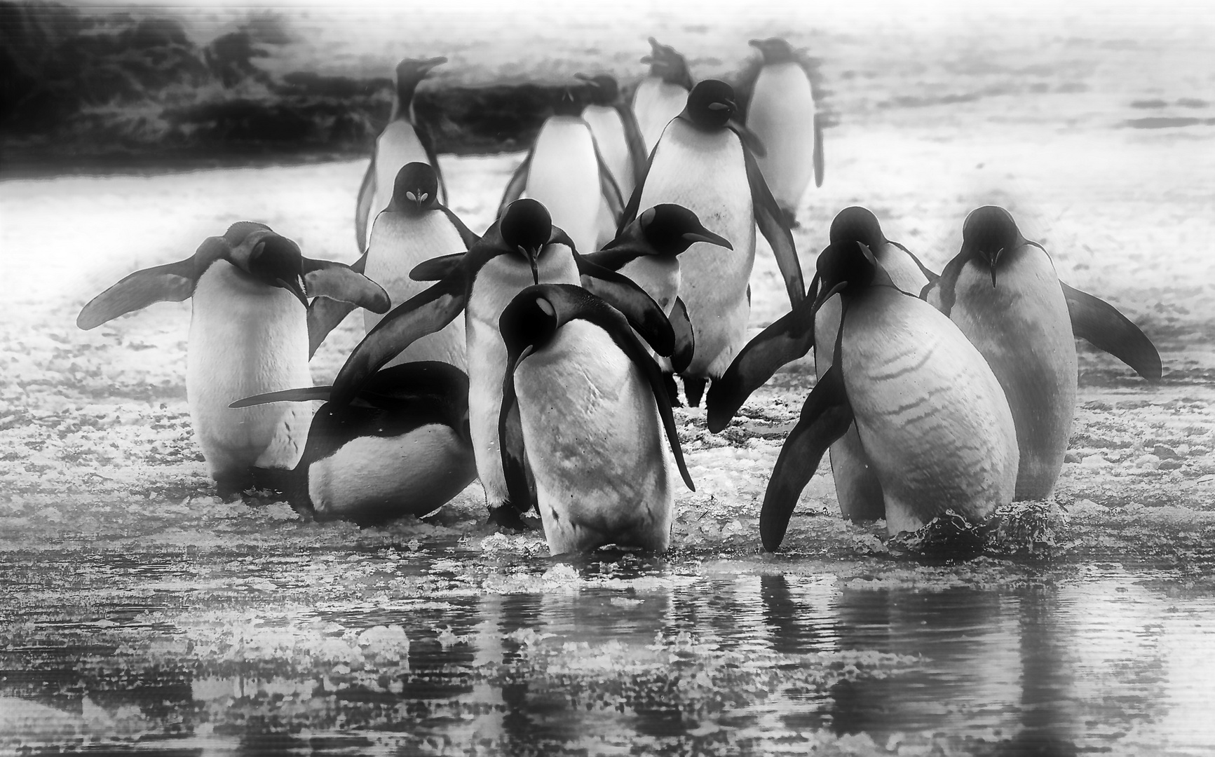 pinguine ....