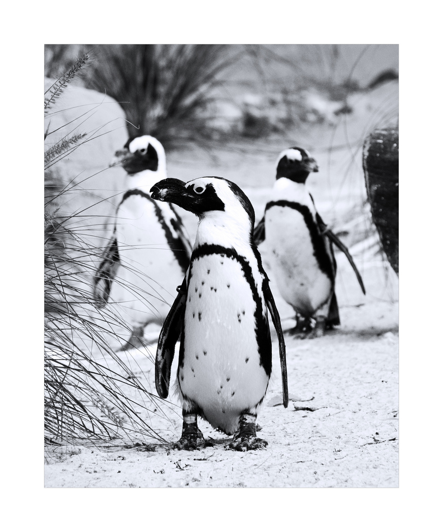 Pinguine