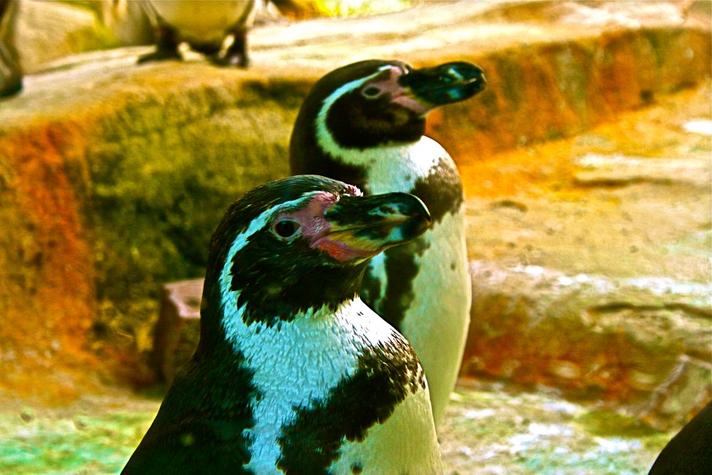 Pinguine