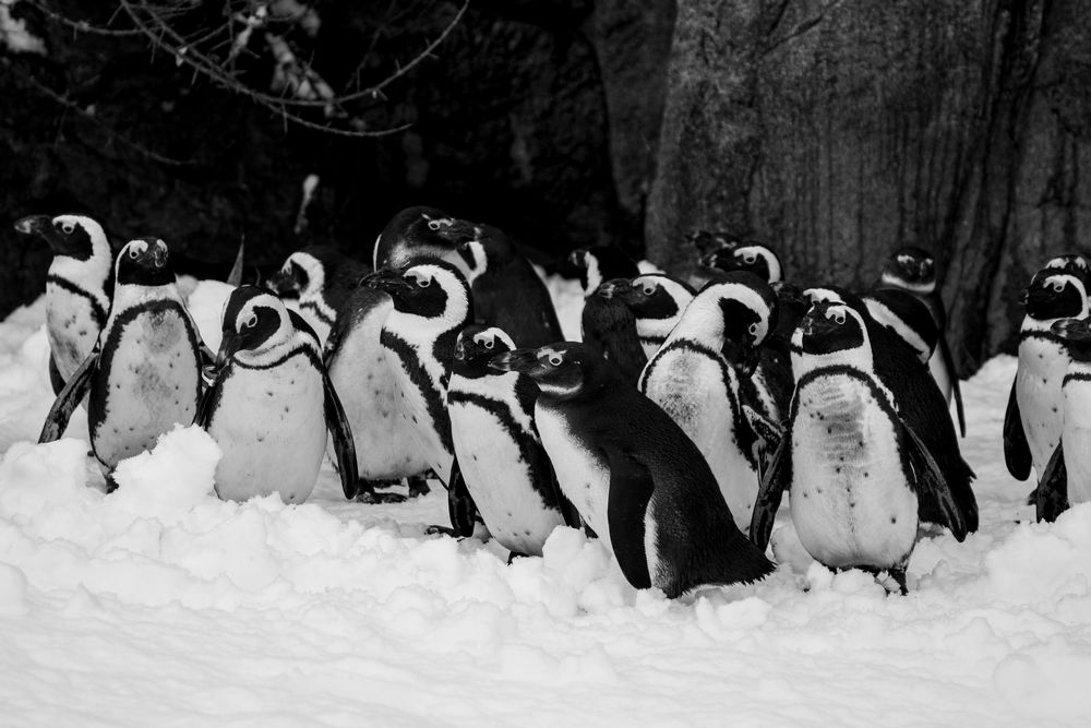 Pinguine