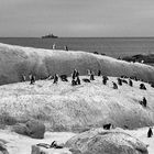 Pinguine-Gegend von Kapstadt (Südafrika)