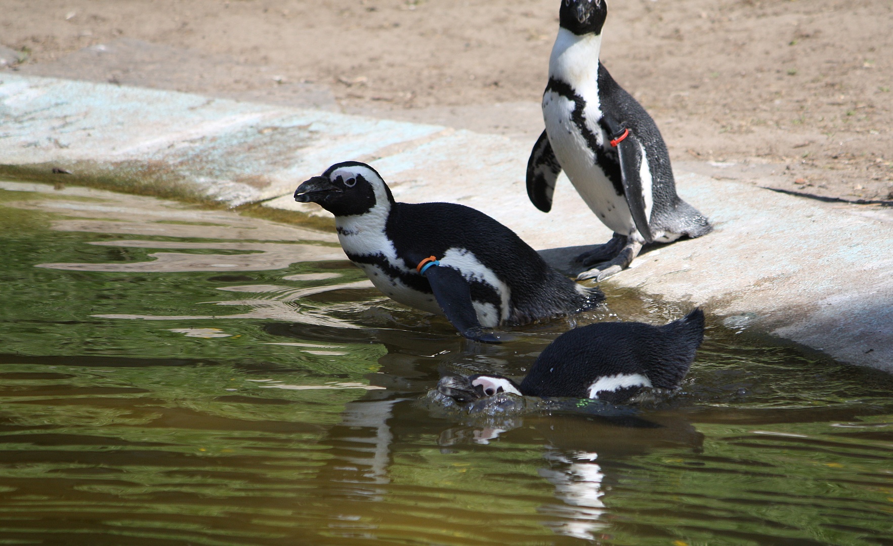 Pinguine gehen baden