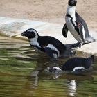 Pinguine gehen baden